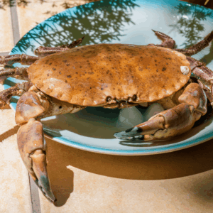crab