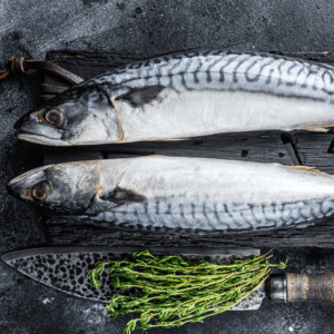 mackerel